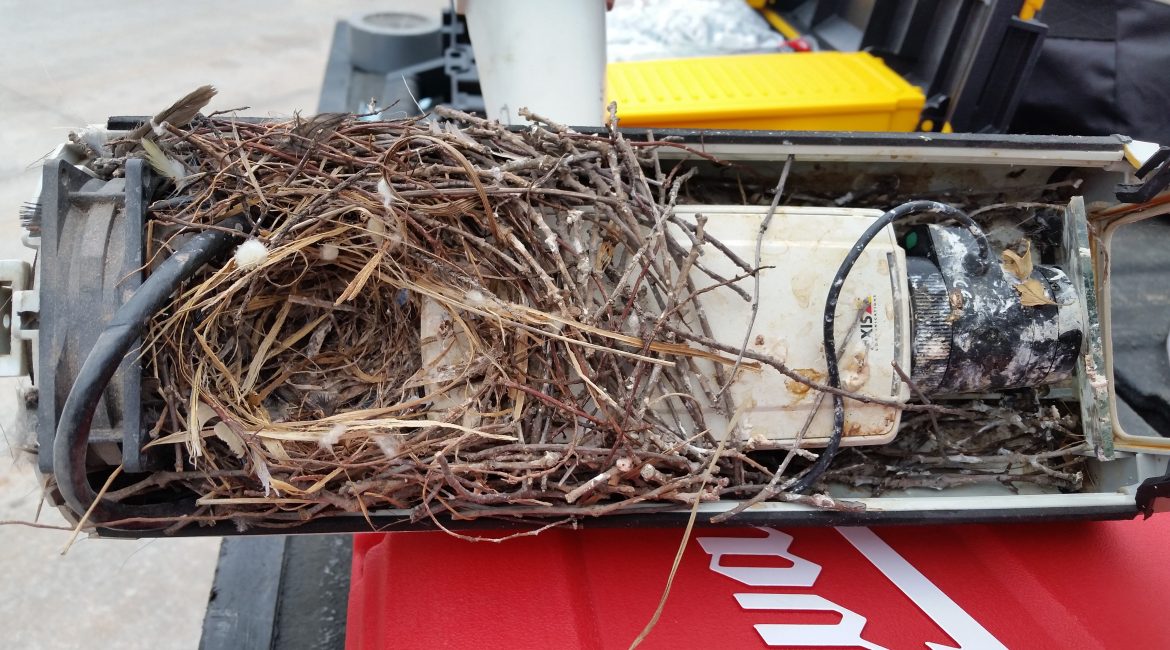 Bird nest in a box webcam by Axis.